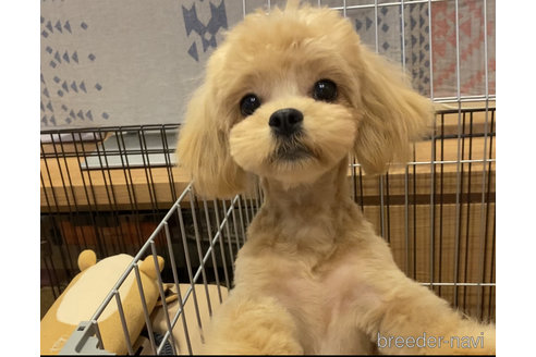 ののミックス犬-
