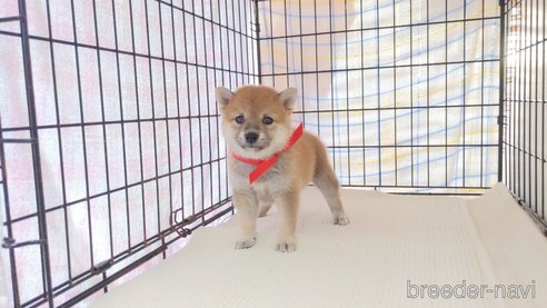 成約済の茨城県の柴犬-277887の1枚目