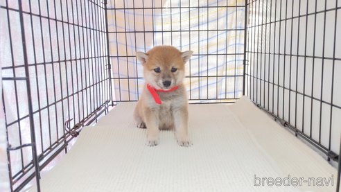 成約済の茨城県の柴犬-277887の5枚目