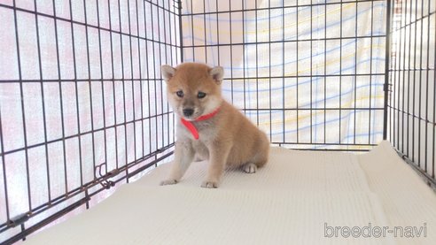 成約済の茨城県の柴犬-277887の4枚目