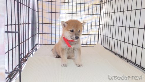 成約済の茨城県の柴犬-277887の2枚目