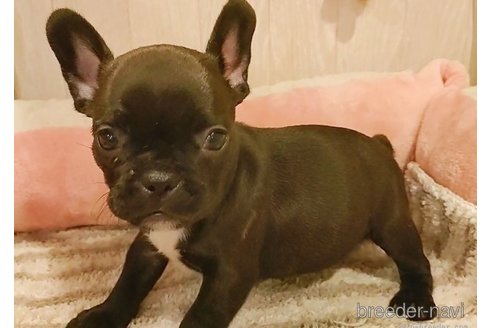 成約済の愛知県のフレンチブルドッグ-277897の4枚目