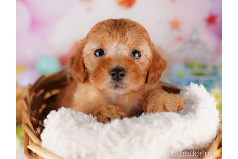 成約済の千葉県のトイプードル-274973の3枚目