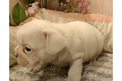 成約済の愛知県のフレンチブルドッグ-270570の5枚目