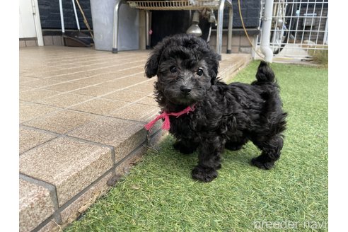 成約済の群馬県のトイプードル-270823の7枚目