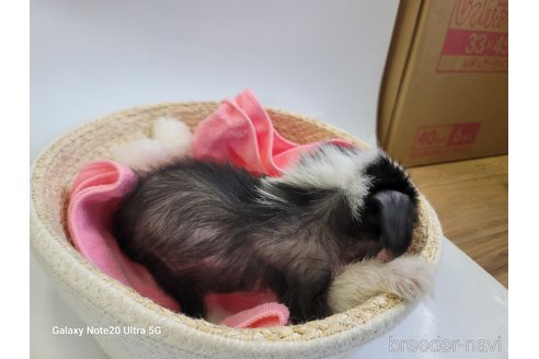 成約済の千葉県のチャイニーズクレステッドドッグ-274223の3枚目