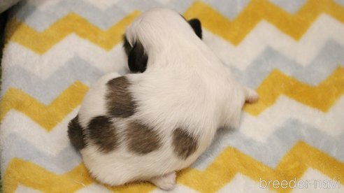 成約済の愛知県のシーズー-275608の61枚目