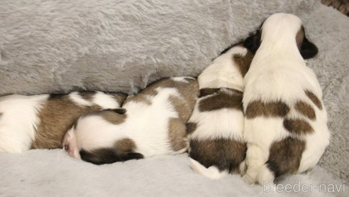 成約済の愛知県のシーズー-275608の58枚目