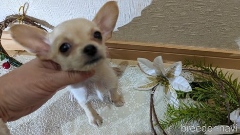 成約済の広島県のチワプー:チワワ×トイプードル-274090の38枚目