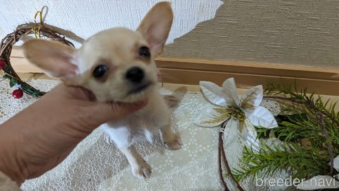 成約済の広島県のチワプー:チワワ×トイプードル-274090の35枚目