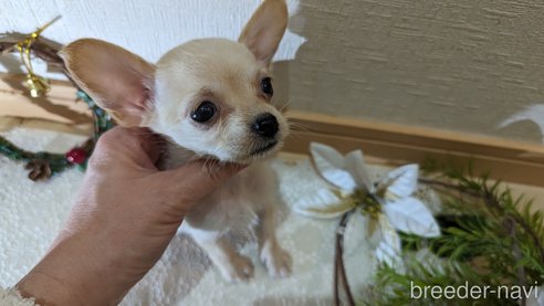成約済の広島県のチワプー:チワワ×トイプードル-274090の33枚目