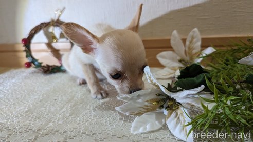 成約済の広島県のチワプー:チワワ×トイプードル-274090の32枚目