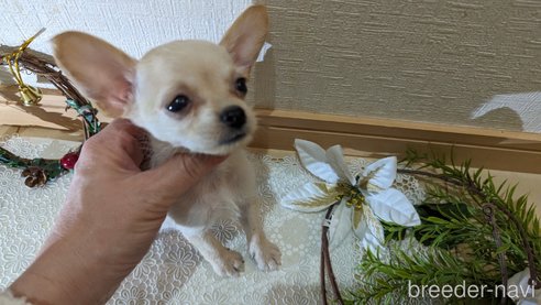 成約済の広島県のチワプー:チワワ×トイプードル-274090の31枚目