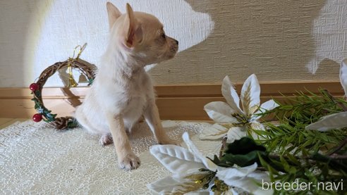 成約済の広島県のチワプー:チワワ×トイプードル-274090の30枚目
