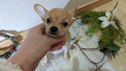 成約済の広島県のチワプー:チワワ×トイプードル-276158の21枚目