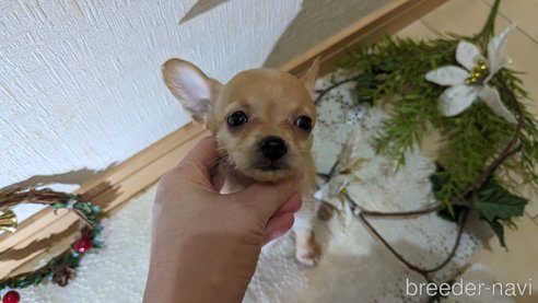 成約済の広島県のチワプー:チワワ×トイプードル-276158の19枚目