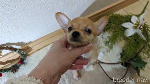 成約済の広島県のチワプー:チワワ×トイプードル-276158の18枚目