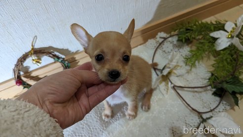 成約済の広島県のチワプー:チワワ×トイプードル-276158の14枚目