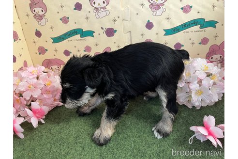 成約済の栃木県のミニチュアシュナウザー-278246の2枚目