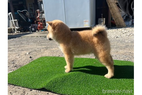 成約済の徳島県の柴犬-267550の3枚目