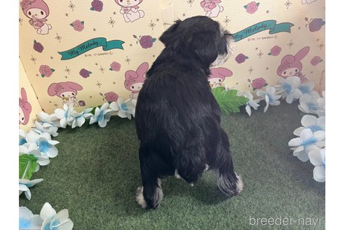 成約済の栃木県のミニチュアシュナウザー-278253の5枚目