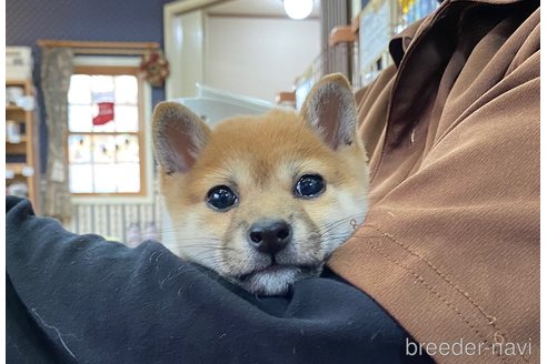 成約済の神奈川県の豆柴-275260の4枚目