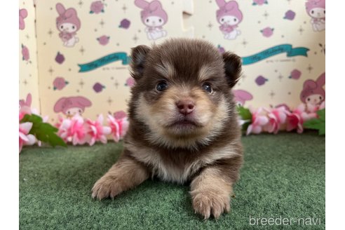 成約済の栃木県のポメラニアン-278254の4枚目