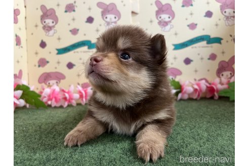 成約済の栃木県のポメラニアン-278254の5枚目