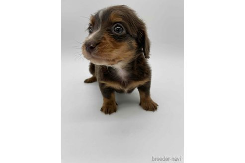 成約済の千葉県のミニチュアダックスフンド(ロングヘアード)-278267の6枚目