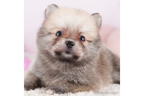 成約済の千葉県のポメラニアン-278295の1枚目