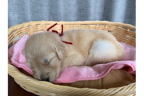 成約済の茨城県のゴールデンドゥードル:ゴールデンレトリーバー×プードル-278310の4枚目