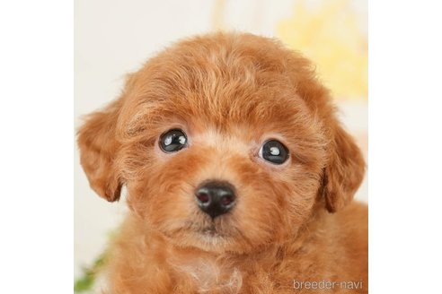 成約済の千葉県のトイプードル-278315の1枚目