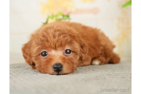 成約済の千葉県のトイプードル-278315の5枚目