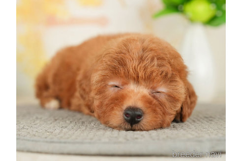 成約済の千葉県のトイプードル-278315の4枚目