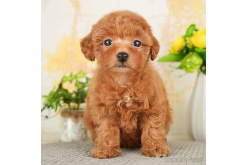 成約済の千葉県のトイプードル-278315の2枚目