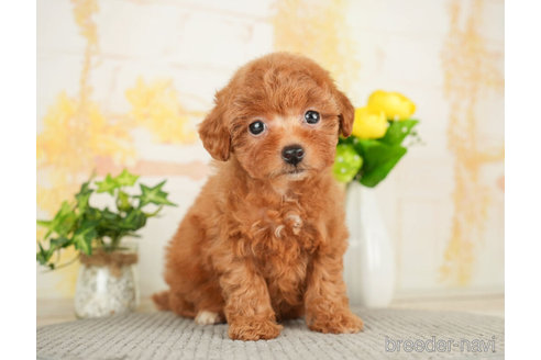 成約済の千葉県のトイプードル-278315の3枚目