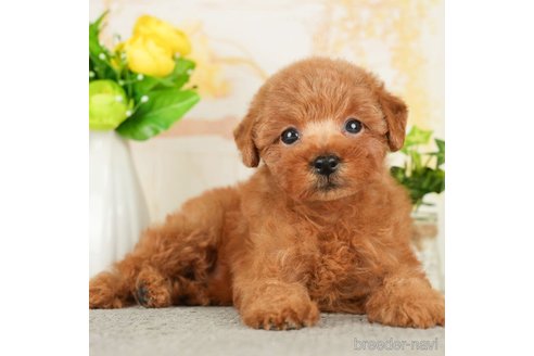 成約済の千葉県のトイプードル-278316の1枚目