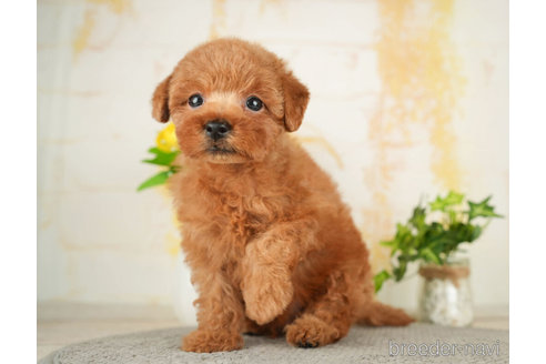 成約済の千葉県のトイプードル-278316の2枚目