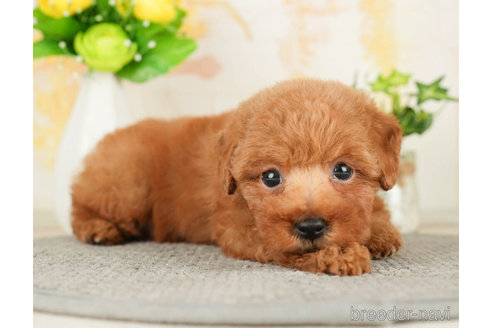 成約済の千葉県のトイプードル-278316の3枚目