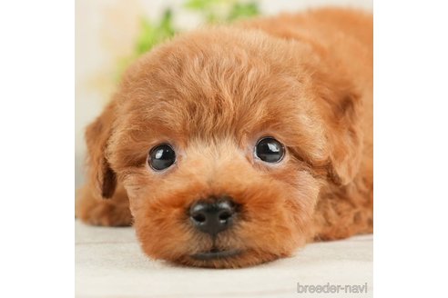 成約済の千葉県のトイプードル-278316の4枚目