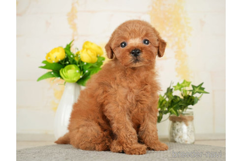 成約済の千葉県のトイプードル-278316の5枚目