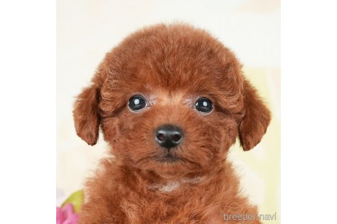 成約済の千葉県のトイプードル-278318