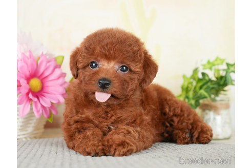 成約済の千葉県のトイプードル-278318の2枚目