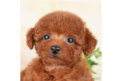 成約済の千葉県のトイプードル-278318の5枚目