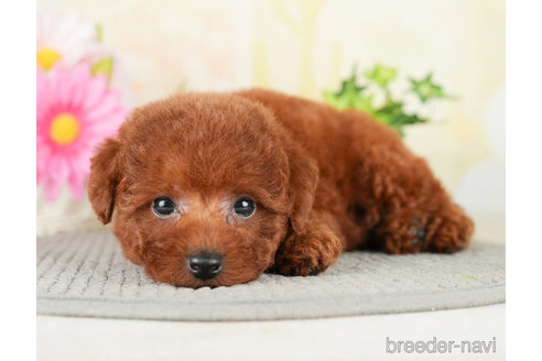 成約済の千葉県のトイプードル-278318の3枚目