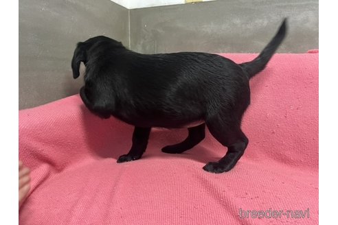 成約済の福岡県のラブラドールレトリーバー-274444の3枚目