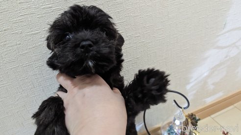 成約済の広島県のチワプー:チワワ×トイプードル-271215の148枚目