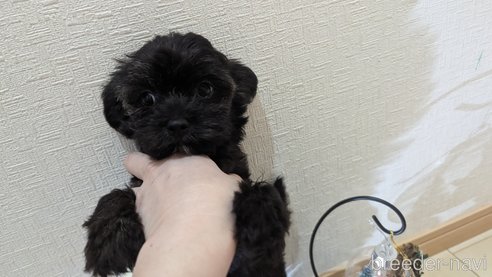 成約済の広島県のチワプー:チワワ×トイプードル-271215の145枚目