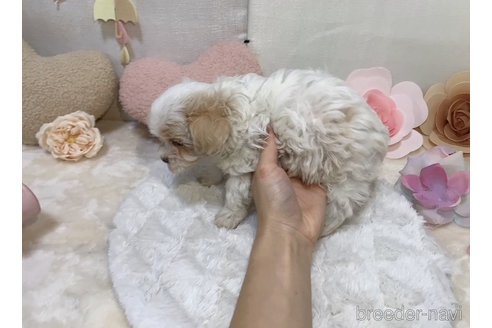 成約済の東京都のミックス犬-278353の17枚目