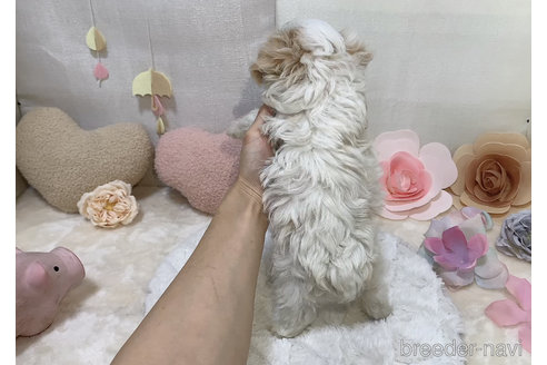 成約済の東京都のミックス犬-278353の16枚目